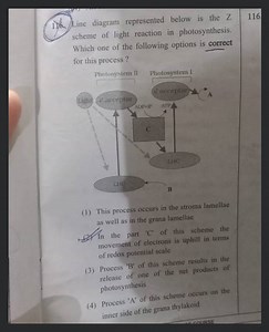 Line diagram represented below is the Z scheme of light reactio... | Filo