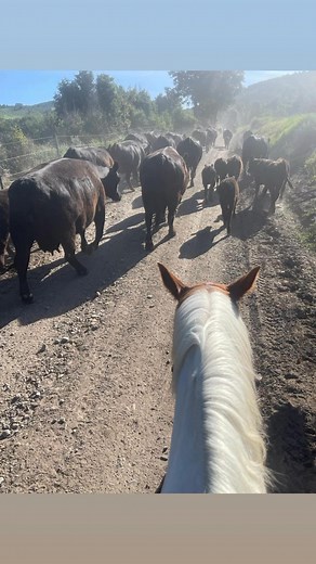 My heart hurts. To the horse that taught me confidence and courage with her sass and adventure, you will always be in my heart. Forever. And ever. Thank you for taking care of me. 🥲 Until we ride again, girl……..until we ride again 🦋 ❤️ RIP Marky, you deserve It ❤️ | Becki Williams