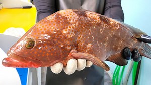 Hong Kong grouper, red-spotted grouper, the cleanest sashimi in the world | Korean Street FOOD TV