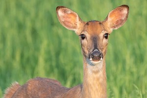Viral disease spotted in West Virginia deer