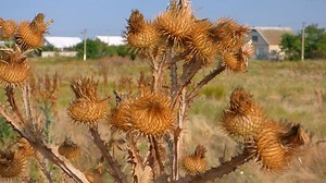 Prickly Thistle