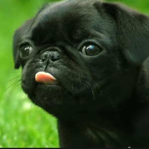 TreysStreams - Twitch