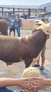 3.9K views · 38 reactions | Sapi metal banteng | Sapi bull | Facebook