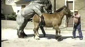 Drafthorse mating