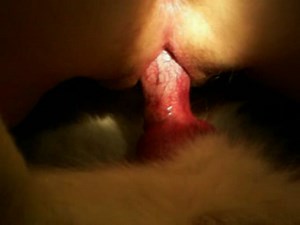 Woman and dog having sex together