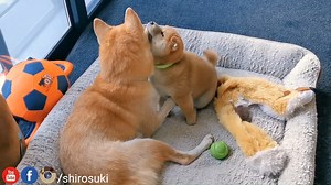 407K views · 10K reactions | she is gentle she is grace but sometimes she eets ur face | Shiba Inu - Shiro, Suki and potats | Facebook