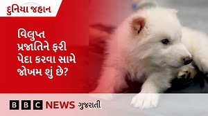 BBC Duniya Jahan: શું વિલુપ્ત થયેલી પ્રાણીઓની પ્રજાતિને ફરીથી પેદા કરી શકાશે, તેની સામે જોખમ શું છે? પ્રસ્તુતિ: કલ્પના શાહ વિડીયો ઍડિટર: અક્ષિત ગુપ્તા પ્રોડક્શન ડિઝાઇન: કાશિફ સિદ્દીકી ઑડિયો મિક્સિંગ: તિલક રાજ ભાટિયા #direwolf #extinctanimals #duniyajahan | BBC News Gujarati