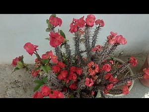 Euphorbia Milii (Crown of Thorns) How to grow and care🌴💥🌸🌺🍀