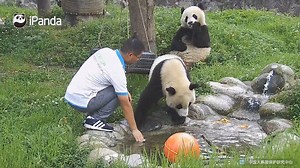 #Dujiangyan Since the weather is too hot, nanny tries so hard to help pandas to cool down. | iPanda
