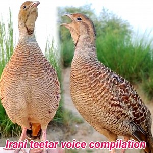 Gray francolin teetar voice compilation | teetar sounds 💯 | BIRD 24