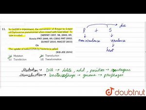 In griffith's experiment, the conversion of R-type to S-type of Diplococcus pneumoniae when mixed