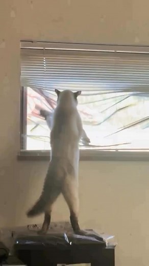 He is angry fluffed up tail #catlover #cats #kitty #CatsOfFacebook #CatLoversClub #CatsOfTheWorld #WhiskerWednesday #MeowMonday . . . #catphotographer #mycat #cats🐱 #cutecat #kucing #pet #kitty #cat #catlover #cats #kitty #CatLoversClub #CatsOfFacebook #CatsOfTheWorld #WhiskerWednesday #MeowMonday | Kitten Zone