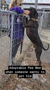 Pee Wee is a calm and sweet boy who cannot contain his excitement when he gets pets. He is a 2 year old Great Dane available for Adoption at bigbonescaninerescue.com #rescuedogsofinstagram #greatdane | Big Bones Canine Rescue