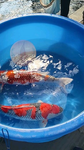 Beautiful Encounter in Japan #seiryuu #konishi #koi #fish #koifish #japanese #carp #nishikigoi #ochiba #ginrin #uniquekoi #unique #growth #kawarimono #pets #petstagram #petsofinstagram #hobby #jumbokoi #development #amazing #article #seiryuudaily #koiharvest | Seiryuu Koi Carp