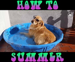 This is me, during summer. | The Pet Collective