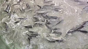 Alhumdulillah Pangsius Fish is ready for Harvesting, Biofloc Fish...