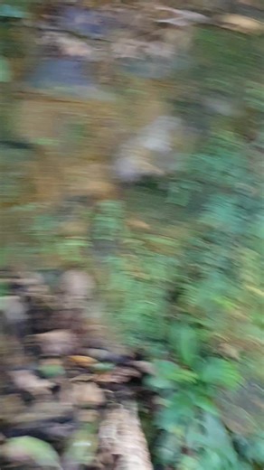 Adventure Island #forestlife #earlymen #naturelovers | Mr Bisho Live Gaming