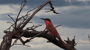 The return of the vibrant Southern Carmine Bee-eater is one of the most anticipated sights of summer in the Okavango Delta, a true spectacle of nature! Just one of the many migratory birds that grace our skies. 🐦 📹 Shaun Malan Photography 📍Machaba Camp, Okavango Delta | Machaba Safaris