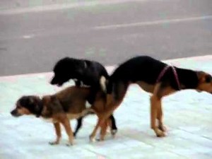 3 Perros pegados mientras fornicaban