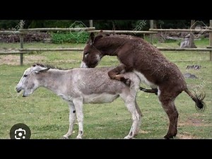 Donkey Breeding Season: Natural Pair Mating