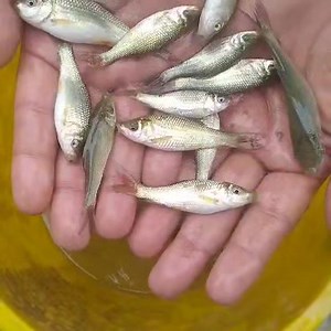 Contact Us for All kinds of Fish and Fish Farming 03008820519,03437077773 #biofloctechnology #FishSeed #biofloctech #bioflock #pangsiusseed #bioflocfish #bioflocos #biofloctraining #fish #fishseeds #bioflocsystem #bioflocfishfarming | Zarai Pakistan