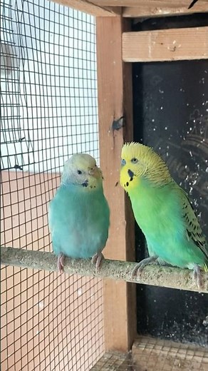 Fancy Parakeet Sounds