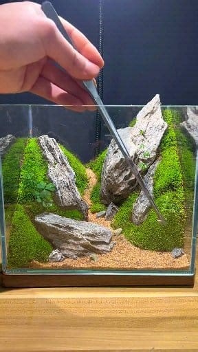 Unique creative ideas of Moss indoor plant design ❤❤ #diy #amazingvideo #Awesome #moss #plants #indooridea #indoorplant #mossart #trees #art #tree #plant #homedecor #handmade #naturelovers #microlandscape #landscape #decoration #decorate #mossidea #mossarrangement #microlandscape #microart #artgallery #mossartist | Moss CraftIdeas