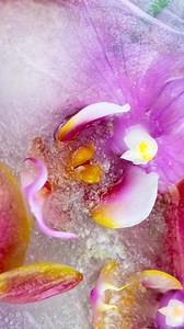 3.4K views · 35 reactions | Timelapses of orchids in ice. #macro #macrophotography #macroplanet #macroclique #macronature #macroart #newmediaart #newmediaartist #pattern #patterndesign #naturephotography #nature #naturelovers #natureshots #experiment #experimental #experimentalart | Thomas Blanchard | Facebook
