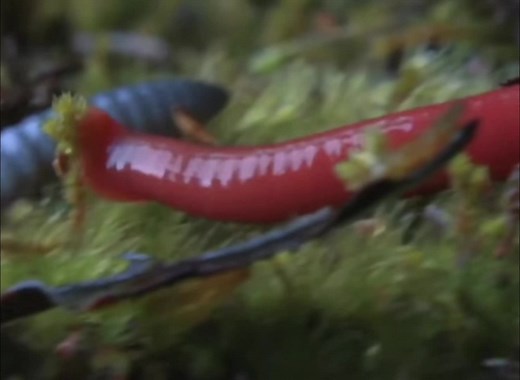 Leech Feeding on Worm: A Nature's Predatory Moment