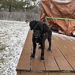 Ashville, OH - German Shepherd Dog/Poodle (Miniature). Meet Shepadoodle Pups - Strongheart (Enid) a Pet for Adoption - AdoptaPet.com