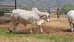 3.2K views · 131 reactions | Cattle Judging and Herd Consulting are...