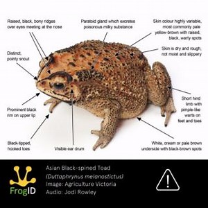 🚨 BIOSECURITY THREAT An exotic Asian Black-spined Toad has been discovered near Huntingdale train station in Melbourne VIC. The Asian Black-spined Toad poses a serious biosecurity threat, with potential risks including competition with native species for food and habitat, as well as the transmission of exotic parasites and diseases. If established in Australia, this toad could also jeopardise the health of native species and domestic pets attempting to prey on them. How you can help: 1. If you'