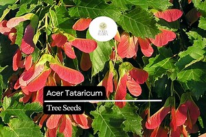 10 Seeds Acer Tataricum, Tatarian Maple Tree, Hardy Deciduous Ornamental Shade Tree