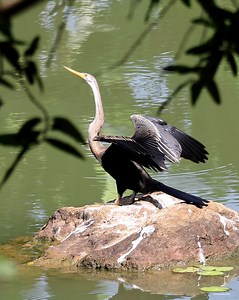 100K views · 3.4K reactions | Anhinga (Snake bird) | 퐍퐚퐭퐮퐫퐞 퐏퐡퐨퐭퐨퐬 퐁퐨퐨퐤 | Facebook