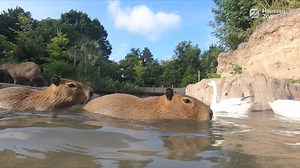As the temperatures rise in Houston, our dedicated animal care teams are ensuring the animals stay cool and comfortable this summer season. From morning showers to midday sprays and afternoon swims, the Zoo’s furry, feathered, and scaly friends are staying refreshed while being enriched. Read more about how our animals stay cool: bit.ly/3WiOemA | Houston Zoo