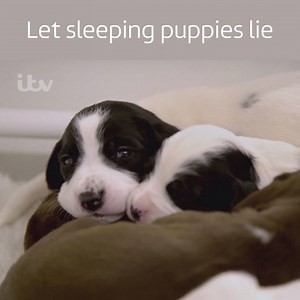 Because when the clocks go back, we ALL love an extra hour in bed..! 🐶⏰ | ITV