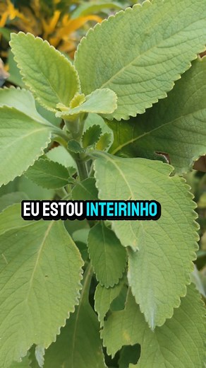 534K views · 18K reactions | Banho de boldo | Top dicas Naturais | Facebook