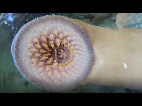 Facts: The Sea Lamprey