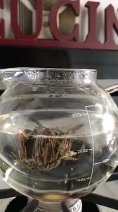 475K views · 4K reactions | Have you ever tried a blooming tea? So cool to watch it ‘bloom’ as it brews.  #tealover #sipstea #bloomingtea | Naturally Glam | Facebook