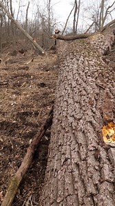 109K views · 929 reactions | After some debate we cut and push this hard leaning walnut. Watch until the end I explain the what and why we did what we did. If it lands on the fork it could split. It would also create a mess in the crop field. Pushing it keeps it out of the field and off the fork but you risk splitting it from the bottom up. | Boys In The Woods | Facebook