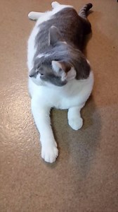 Humane Society of Forsyth County, GA on Reels