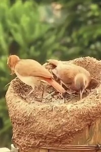 The best engineers in the world who are giving their house the best look and with a lot of hard work #yourshotphotographer #kings_birds #your_best_birds #birdies #bestbirdshots #feather_perfection #earthcapture #birdphoto #birdphotography #birdwatching | Eyes on nature