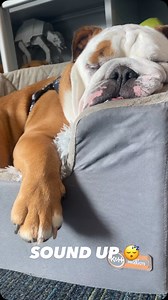 Mondays… amiright? 💤 . #bulldog #dog #snore #godawgs #bulldogsofinstagram #puppy #bulldogsofig #dogsleeping | The Butler Blue