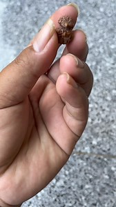 Buah jenitri seperti ini yang mahal. | Seputar Gumelar