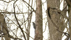 Yellow-bellied sapsucker woodpecker pecking a dry trunk in search of food