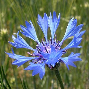 Centaurea cyanus - Alchetron, The Free Social Encyclopedia