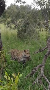 101K views · 3.5K reactions | Female leopard Tiyani carrying her guineafowl kill #Today #safari #nature #experience #Africa #wildlife EP area | Africa Journey Nature Experience | Facebook