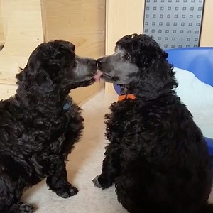 Poodle kisses 🥰☺️😍🐩🐾 Follow us: @thepoodlesworld Credit: @silverisi_berlingirl | Poodles World