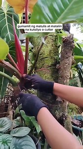 22K views · 376 reactions | Separating and Planting Philodendron pup technique #plantpropagation #gardening #fblifestyle #plantcare Mamalyn's Garden | Mamalyn's Garden | Facebook