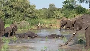 5.6K views · 267 reactions | Pachyderm Pool Party!  Summer swim sessions for our playful ellies. | Africa on Foot | Facebook